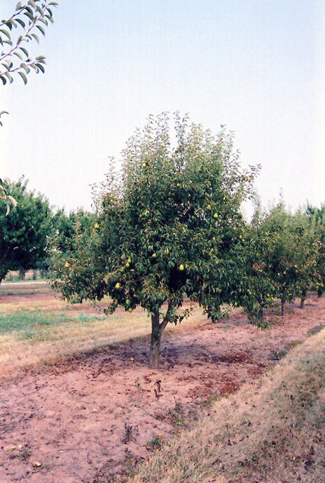 Bartlett Pear (Pyrus communis 'Bartlett') at All Seasons Nursery
