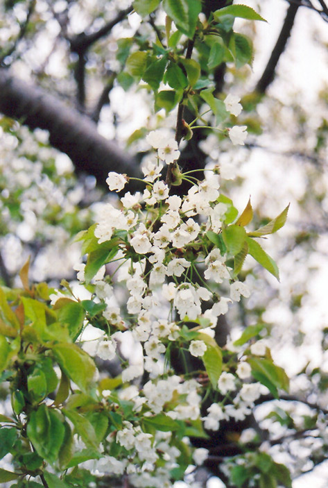 Sweet Cherry (Prunus avium) at All Seasons Nursery