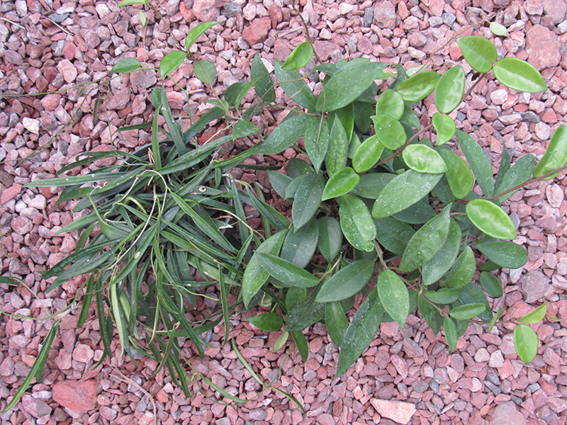 Hoya Jade (Hoya carnosa 'Jade') at All Seasons Nursery