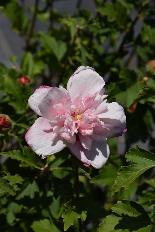 Double Pink Hibiscus (Hibiscus syriacus 'Double Pink') at All Seasons Nursery