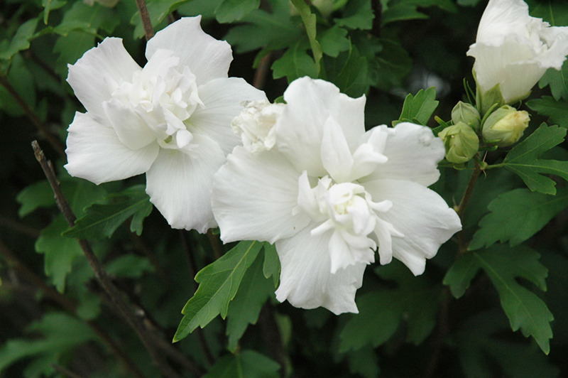 Double White Hibiscus (Hibiscus syriacus 'Double White') at All Seasons Nursery