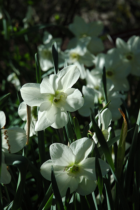 Angel Daffodil (Narcissus 'Angel') at All Seasons Nursery