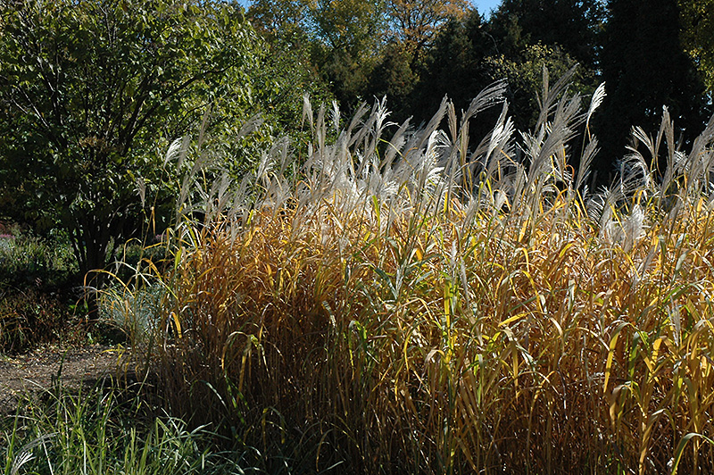 Maiden Grass (Miscanthus sinensis) at All Seasons Nursery