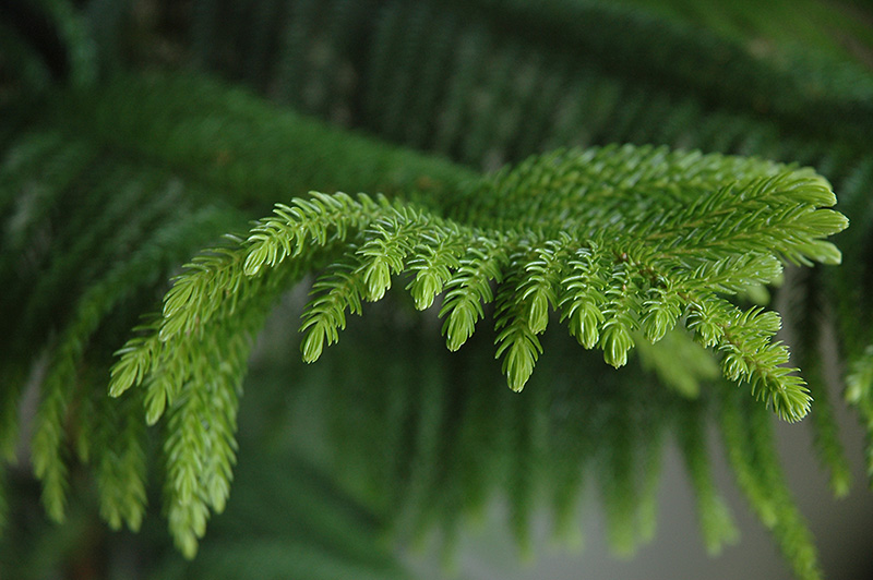 Norfolk Island Pine (Araucaria heterophylla) at All Seasons Nursery