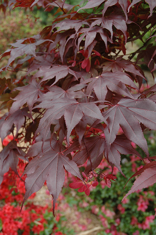 Bloodgood Japanese Maple (Acer palmatum 'Bloodgood') at All Seasons Nursery