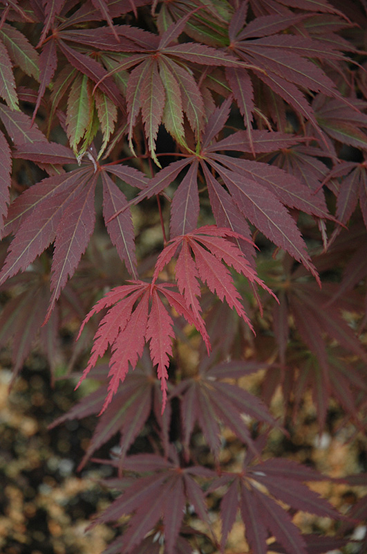 Burgundy Lace Japanese Maple (Acer palmatum 'Burgundy Lace') at All Seasons Nursery