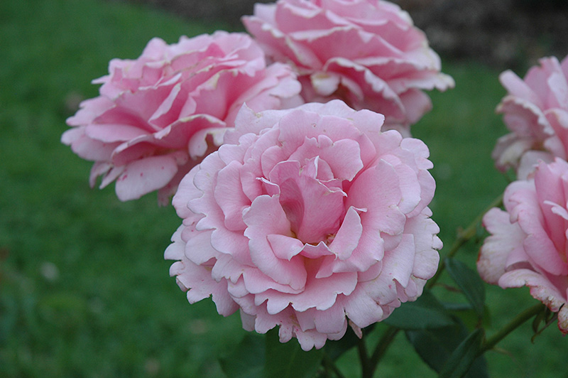 Memorial Day Rose (Rosa 'Memorial Day') at All Seasons Nursery