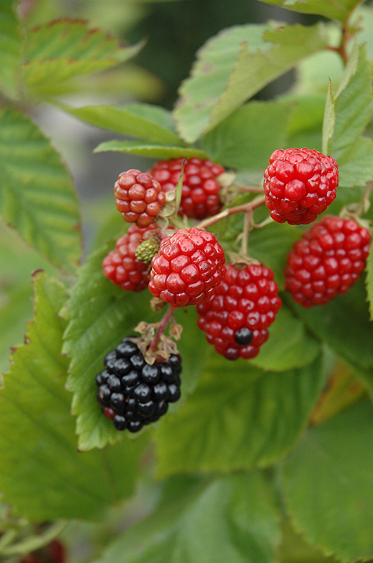 Black Satin Thornless Blackberry (Rubus fruticosus 'Black Satin') at All Seasons Nursery
