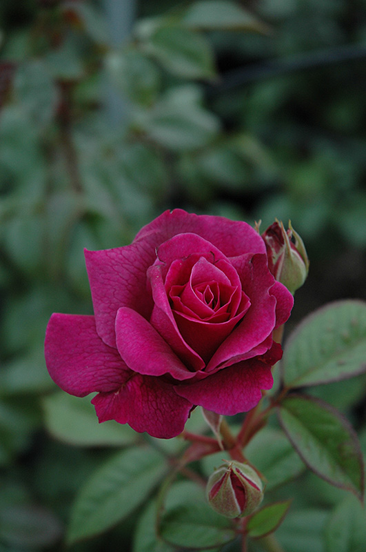 Intrigue Rose (Rosa 'Intrigue') at All Seasons Nursery