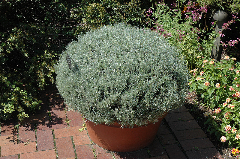 Curry Plant (Helichrysum italicum) at All Seasons Nursery