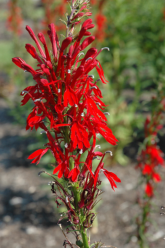 Cardinal Flower (Lobelia cardinalis) at All Seasons Nursery