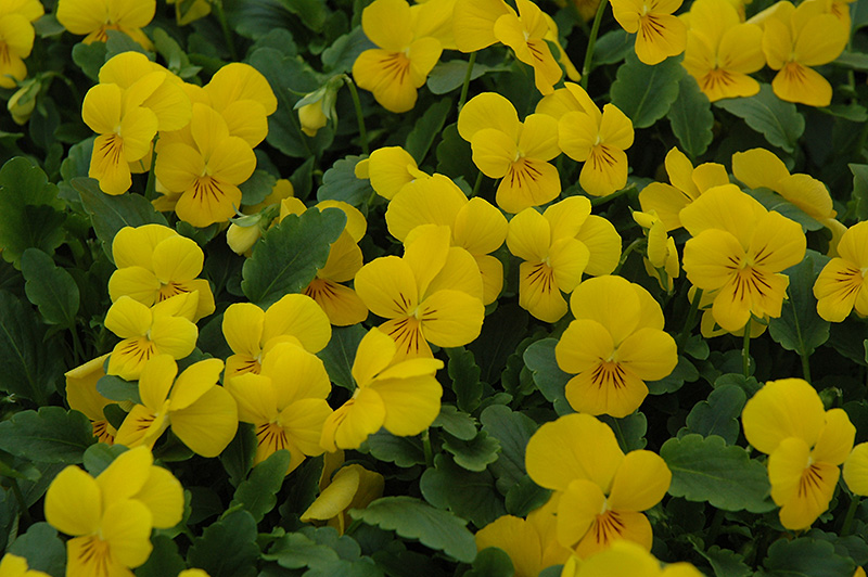 Sorbet XP Yellow Pansy (Viola 'Sorbet XP Yellow') at All Seasons Nursery
