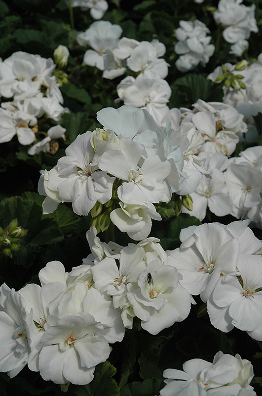 Tango White Geranium (Pelargonium 'Tango White') at All Seasons Nursery