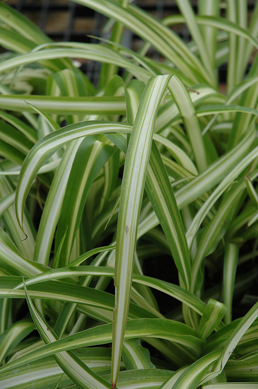 Spider Plant (Chlorophytum comosum) at All Seasons Nursery