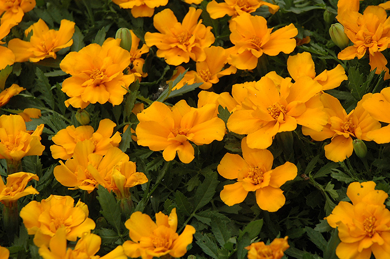 Safari Orange Marigold (Tagetes patula 'Safari Orange') at All Seasons Nursery