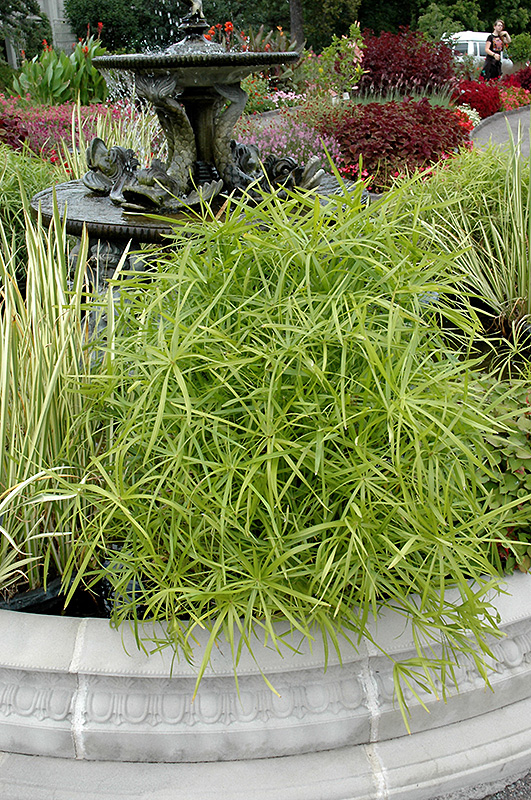 Umbrella Plant (Cyperus alternifolius) at All Seasons Nursery