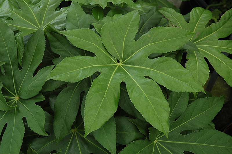 Paper Plant (Aralia sieboldii) at All Seasons Nursery