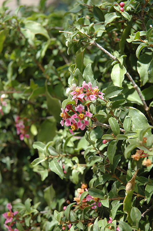 Barbados Cherry (Malpighia emarginata) at All Seasons Nursery