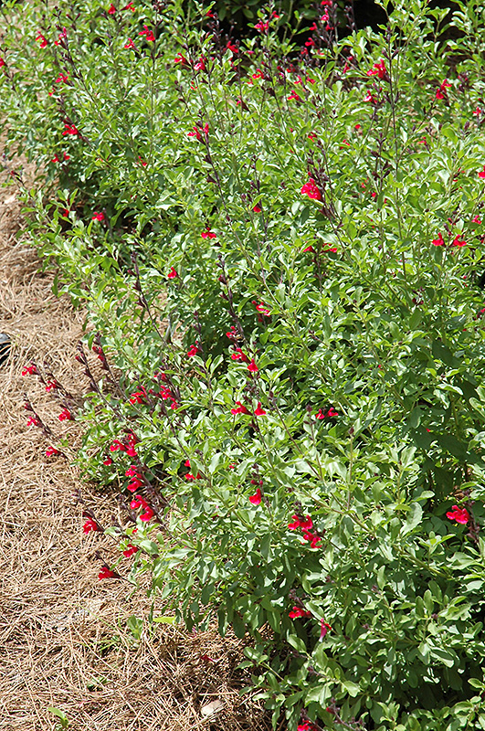 Furman's Red Texas Sage (Salvia greggii 'Furman's Red') at All Seasons Nursery