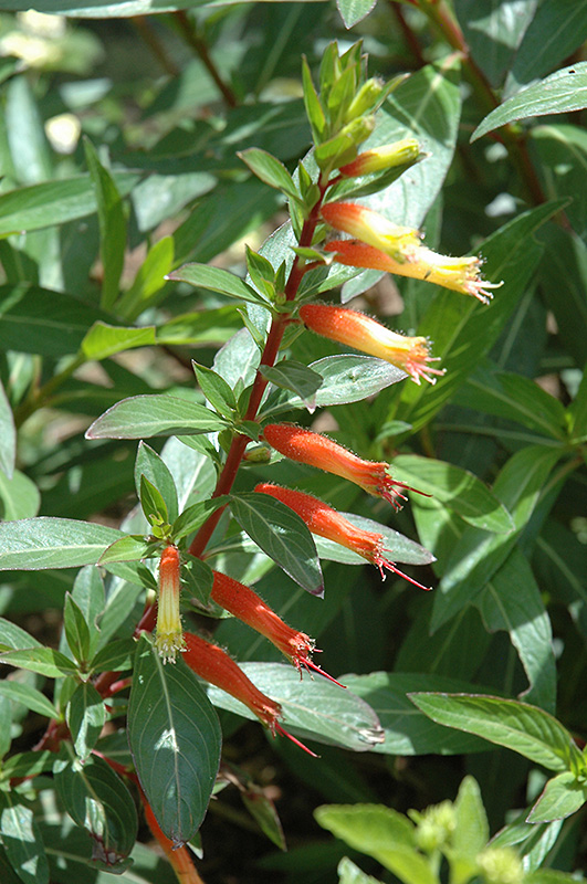 Firecracker Plant (Cuphea ignea) at All Seasons Nursery