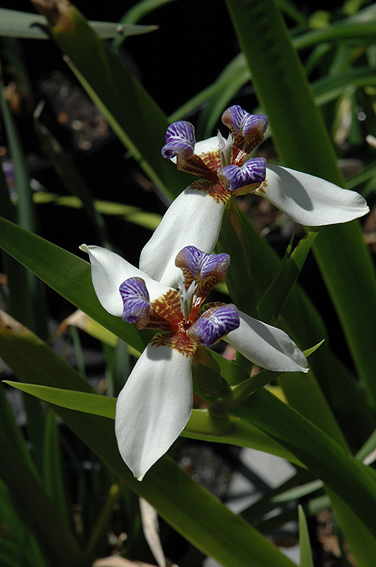 Walking Iris (Neomarica gracilis) at All Seasons Nursery