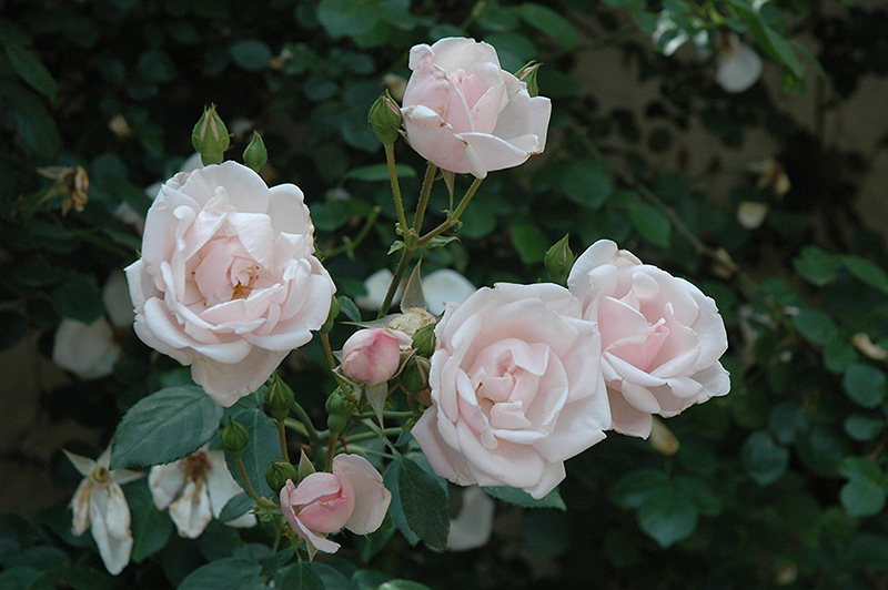 New Dawn Rose (Rosa 'New Dawn') at All Seasons Nursery