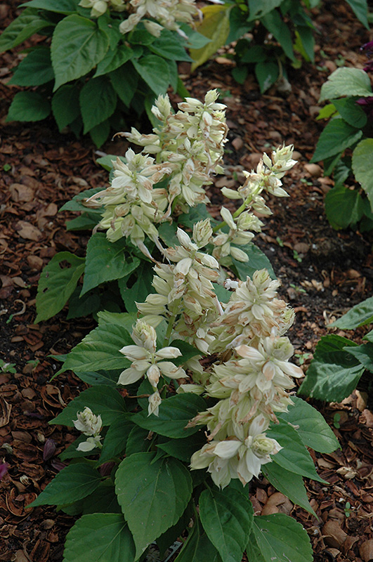 Vista White Sage (Salvia splendens 'PAS3296') at All Seasons Nursery
