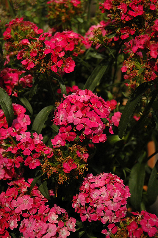 Dash Pink Pinks (Dianthus 'Dash Pink') at All Seasons Nursery