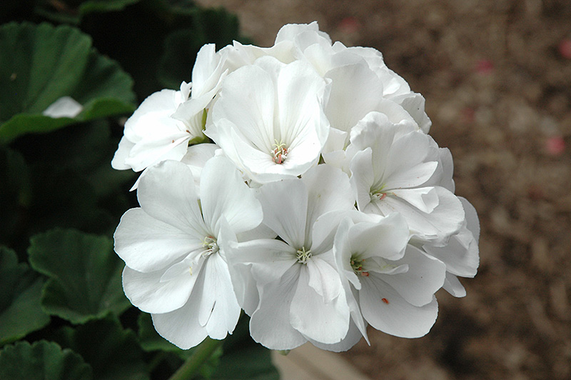 Tango White Geranium (Pelargonium 'Tango White') at All Seasons Nursery