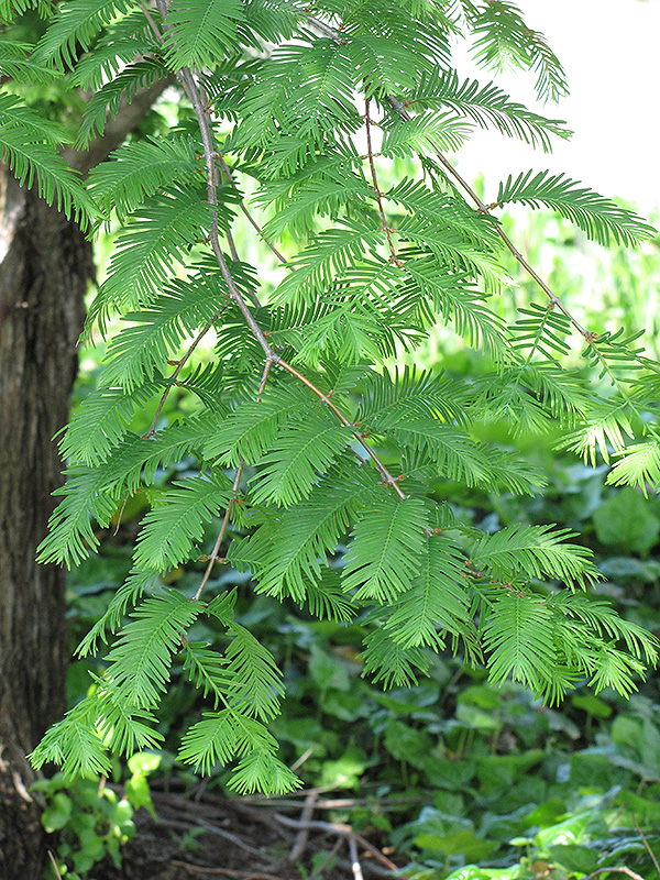 Dawn Redwood (Metasequoia glyptostroboides) at All Seasons Nursery