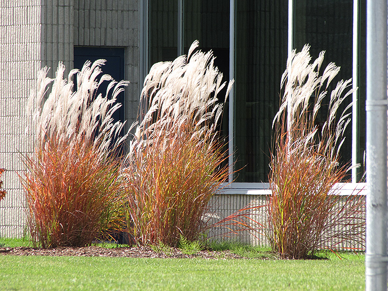 Flame Grass (Miscanthus sinensis 'Purpurascens') at All Seasons Nursery