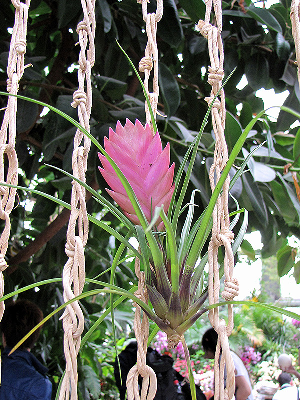 Pink Quill (Tillandsia cyanea) at All Seasons Nursery