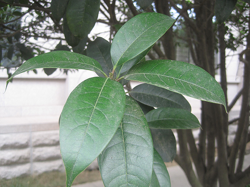 Fragrant Tea Olive (Osmanthus fragrans 'var. thunbergii') at All Seasons Nursery