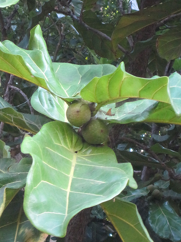 Fiddle Leaf Fig (Ficus lyrata) at All Seasons Nursery