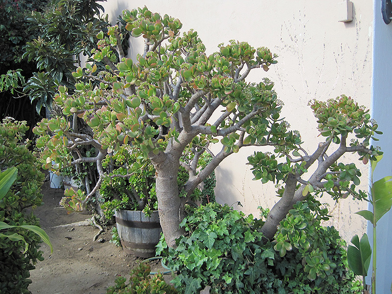 Jade Plant/Ogre Ear (Crassula ovata) at All Seasons Nursery