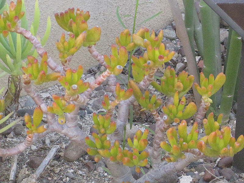 Gollum Jade Plant (Crassula ovata 'Gollum') at All Seasons Nursery