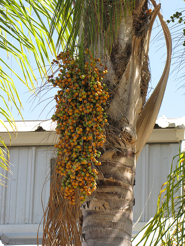 Queen Palm (Syagrus romanzoffiana) at All Seasons Nursery
