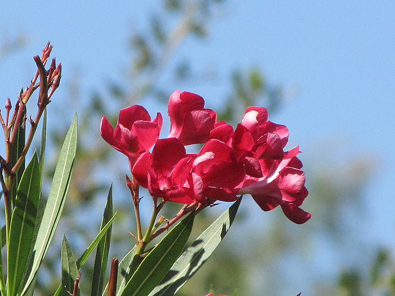 Hardy Red Oleander (Nerium oleander 'Hardy Red') at All Seasons Nursery