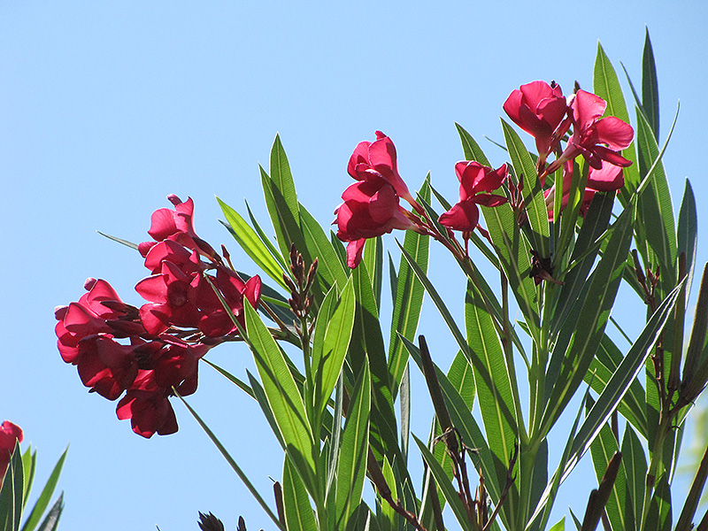 Hardy Pink Oleander (Nerium oleander 'Hardy Pink') at All Seasons Nursery