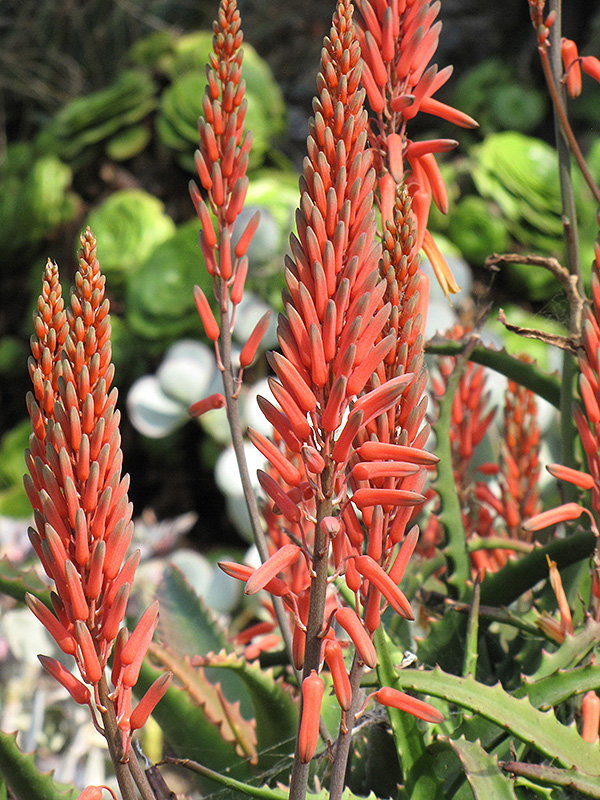 Aloe Vera (Aloe vera) at All Seasons Nursery