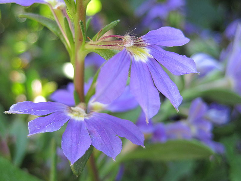 Whirlwind Blue Fan Flower (Scaevola aemula 'Whirlwind Blue') at All Seasons Nursery