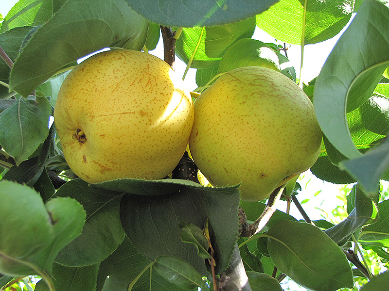 Shinseiki Asian Pear (Pyrus pyrifolia 'Shinseiki') at All Seasons Nursery
