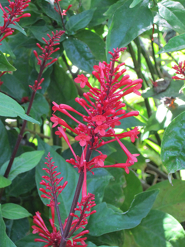 red spike plant as a houseplant