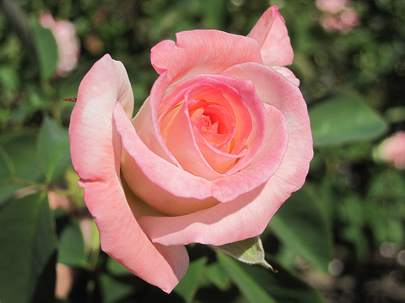Secret Rose (Rosa 'Secret') at All Seasons Nursery