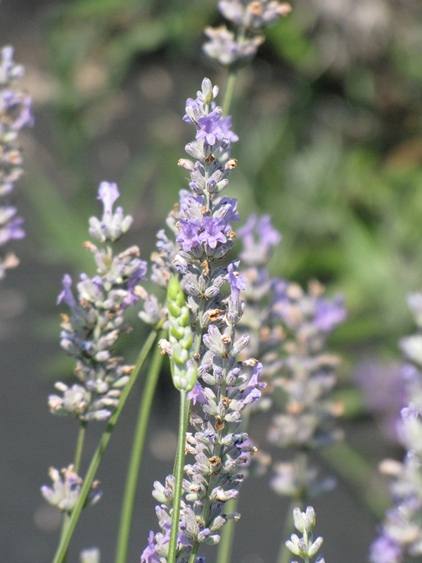 Provence Lavender (Lavandula x intermedia 'Provence') at All Seasons Nursery