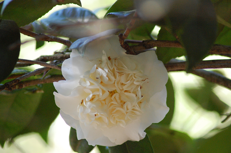Snow Chan Camellia (Camellia japonica 'Snow Chan') at All Seasons Nursery