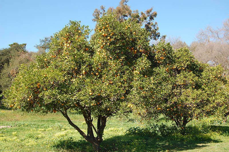 Washington Navel Orange (Citrus sinensis 'Washington Navel') at All Seasons Nursery
