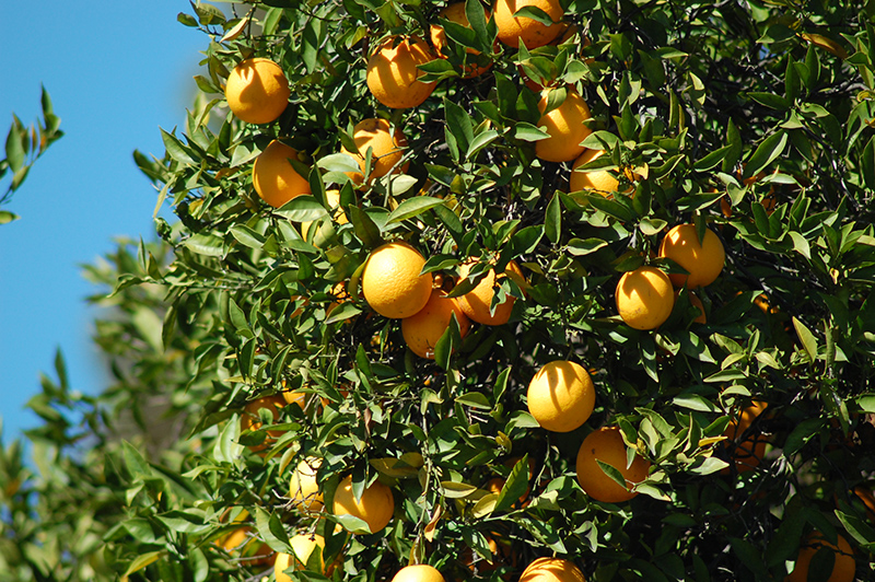 Washington Navel Orange (Citrus sinensis 'Washington Navel') at All Seasons Nursery