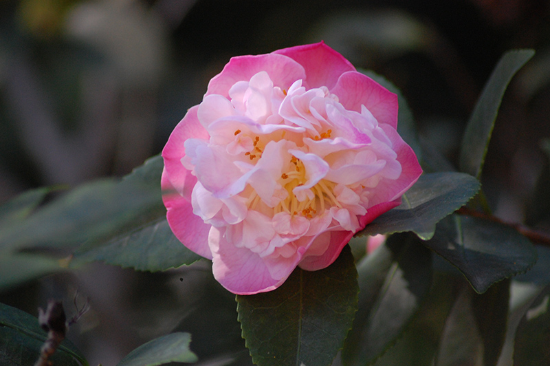High Fragrance Camellia (Camellia 'High Fragrance') at All Seasons Nursery