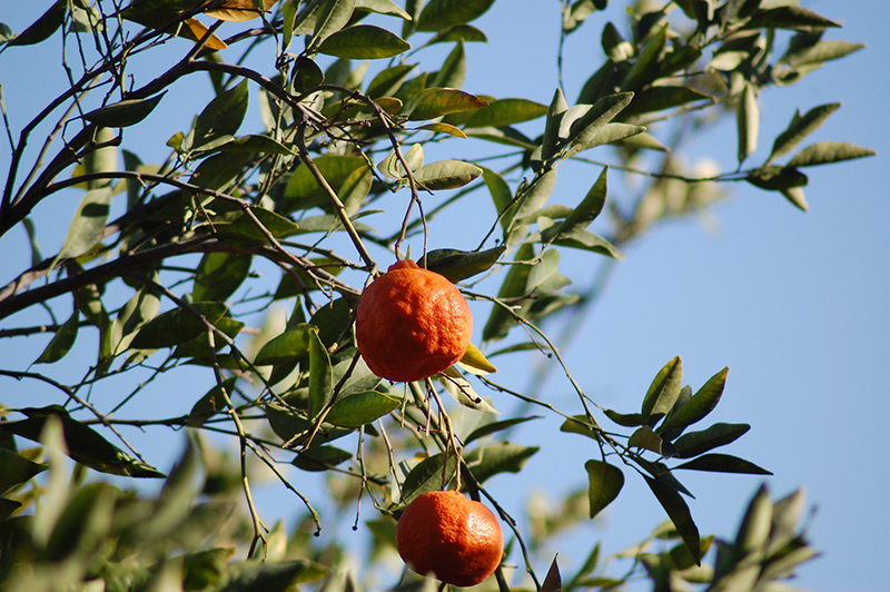 Dancy Tangerine (Citrus reticulata 'Dancy') in Lafayette, Louisiana (LA